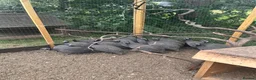 Guinea Fowl poultry for sale: Guinea foul  - Advert 3