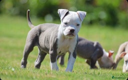 Old Tyme Bulldog dogs for sale: 5⭐️RATED, LICENSED. 23 YEARS EXPERIENCE  - Image 7