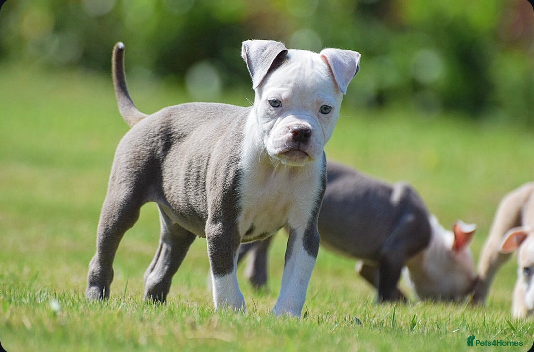 Old Tyme Bulldog dogs for sale: 5⭐️RATED, LICENSED. 23 YEARS EXPERIENCE  - Image 7