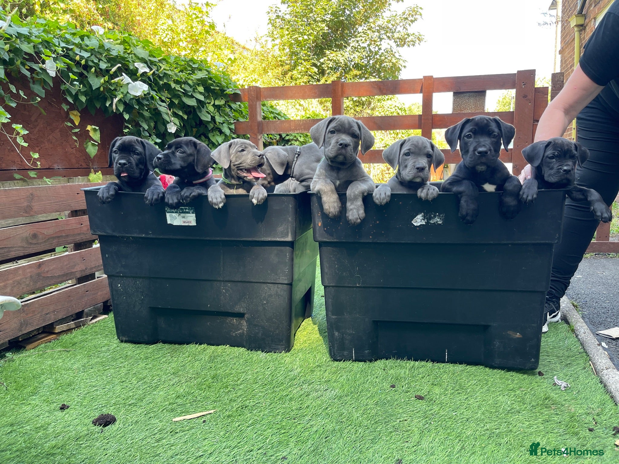Cane Corso dogs Outstanding ICCF Cane Corso Pups, Family-Guardians - Advert 13