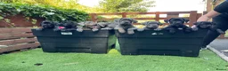 Cane Corso dogs for sale: Outstanding ICCF Cane Corso Pups, Family-Guardians - Advert 1