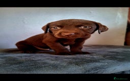 Labrador Retriever dogs for sale: Labrador puppys - Image 4