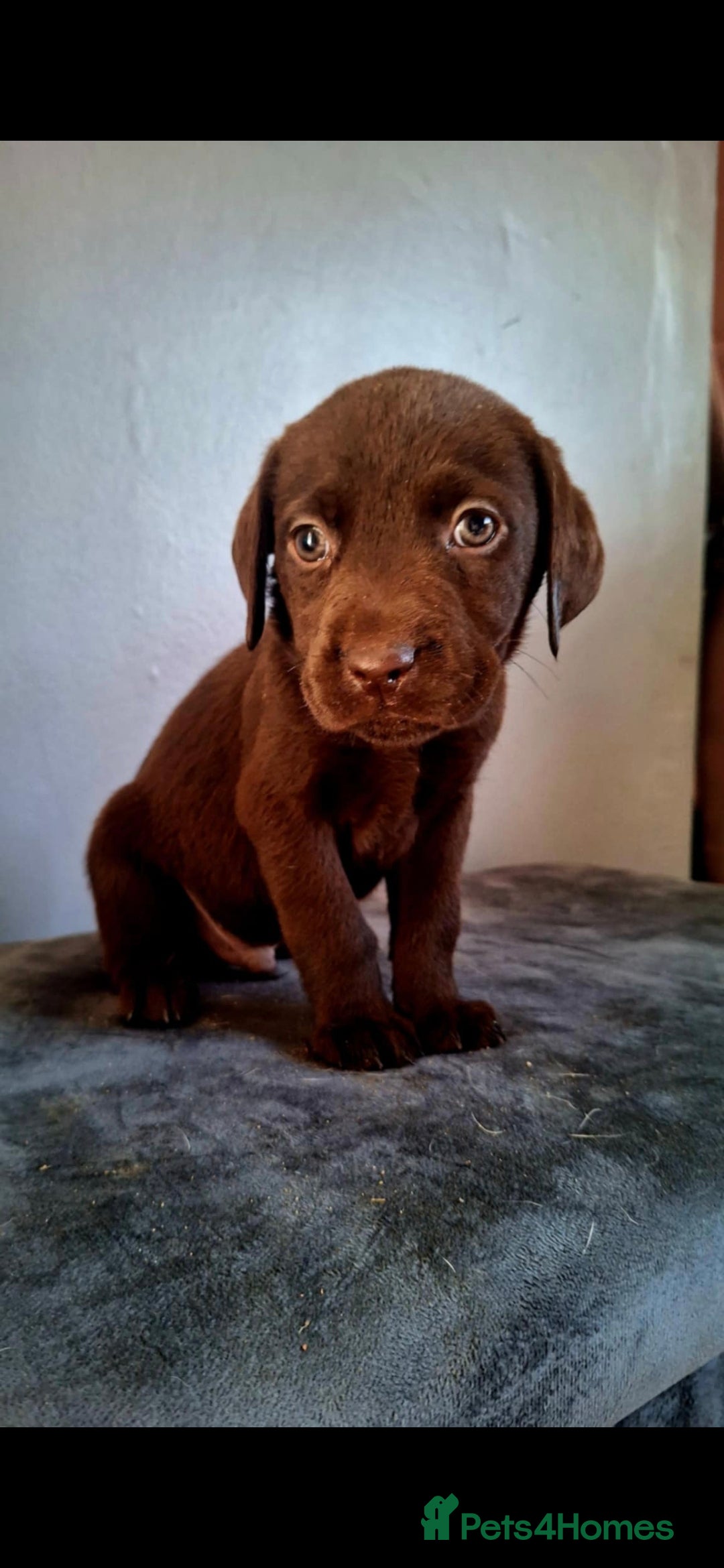 Labrador Retriever dogs for sale: Labrador puppys - Image 4