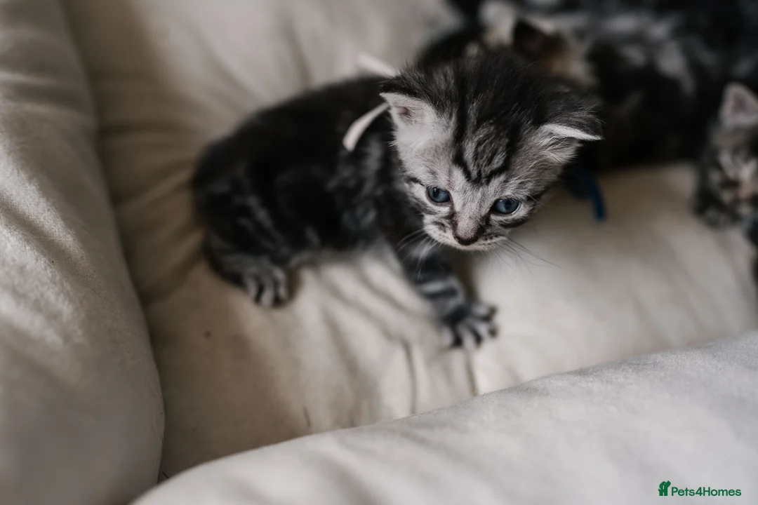 British Shorthair cats for sale: Gorgeous British shorthair tabby litter - Advert 2