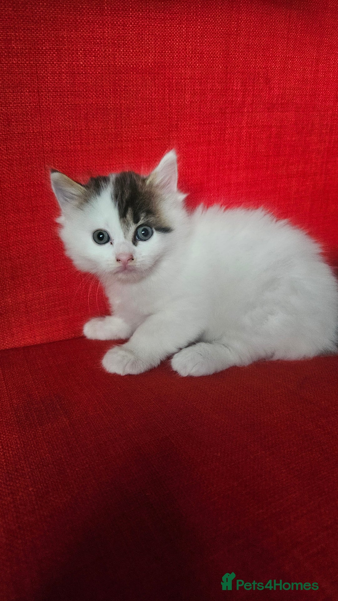 Domestic Shorthair cats for sale: Male and female  - Image 4