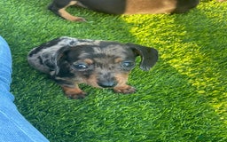 Miniature Dachshund dogs for sale: Adorable Miniature Dachshunds Looking For New Home - Image 2