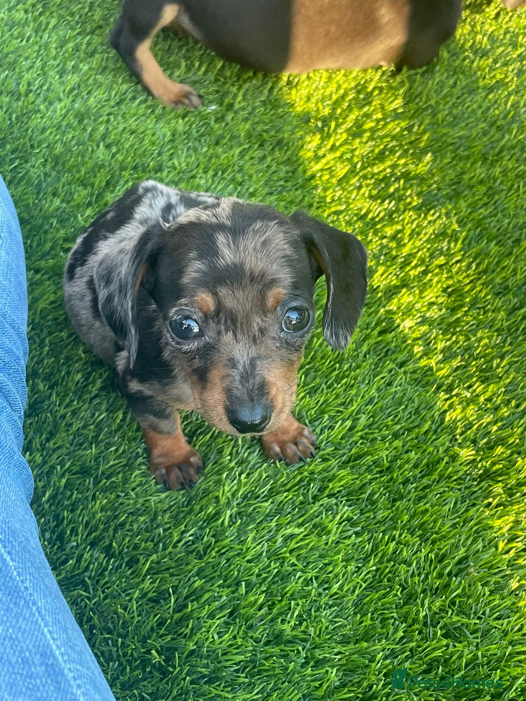 Miniature Dachshund dogs for sale: Adorable Miniature Dachshunds Looking For New Home - Image 2