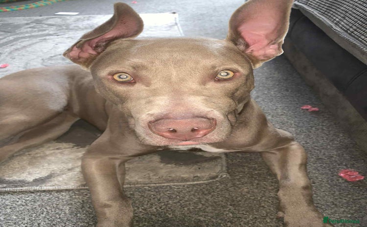 Mixed Breed dogs - Advert 12