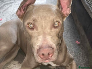 Mixed Breed dogs - Advert 5