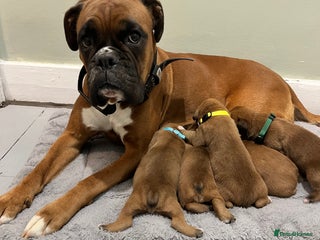 Boxer dogs Beautiful bob/tailed litter pure boxers - Advert 5