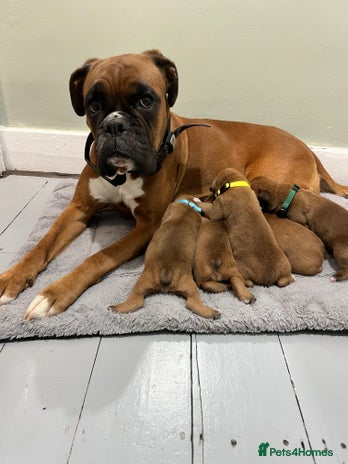 Boxer dogs Beautiful bob/tailed litter pure boxers - Advert 1