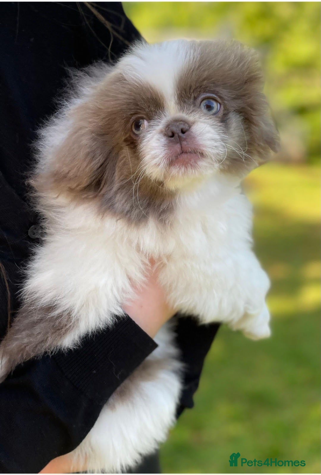 Pekingese dogs 💙Kc reg lilac and white proven pekingese 💙 - Advert 2