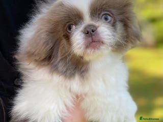 Pekingese dogs 💙Kc reg lilac and white proven pekingese 💙 - Advert 2