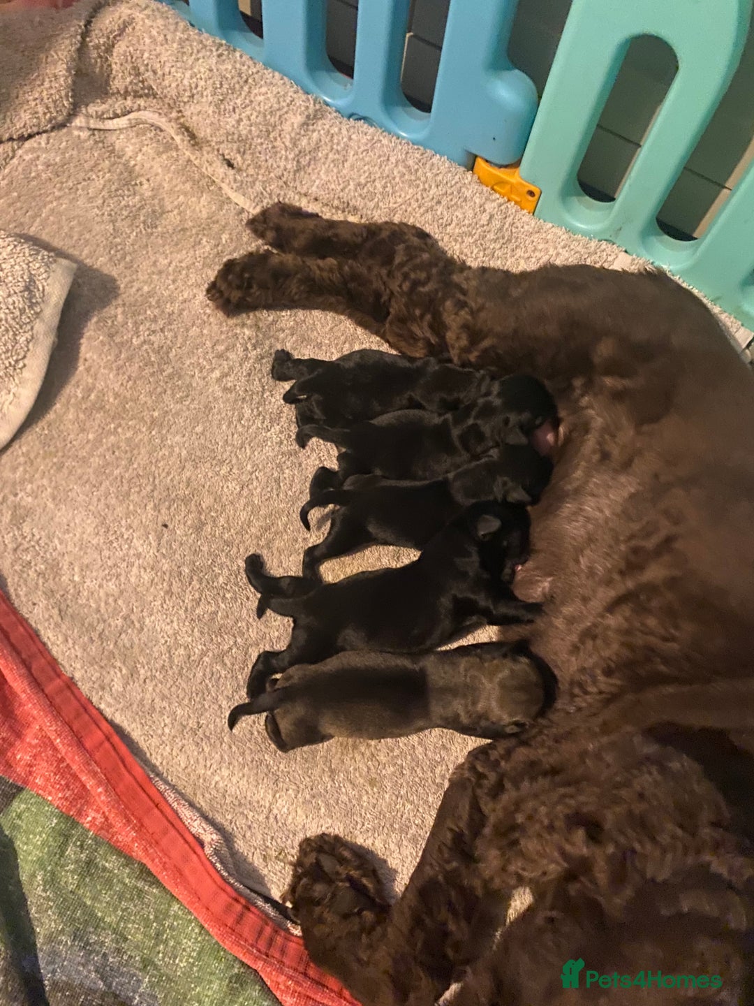 Cockapoo dogs for sale: Cockerpoos - Image 7