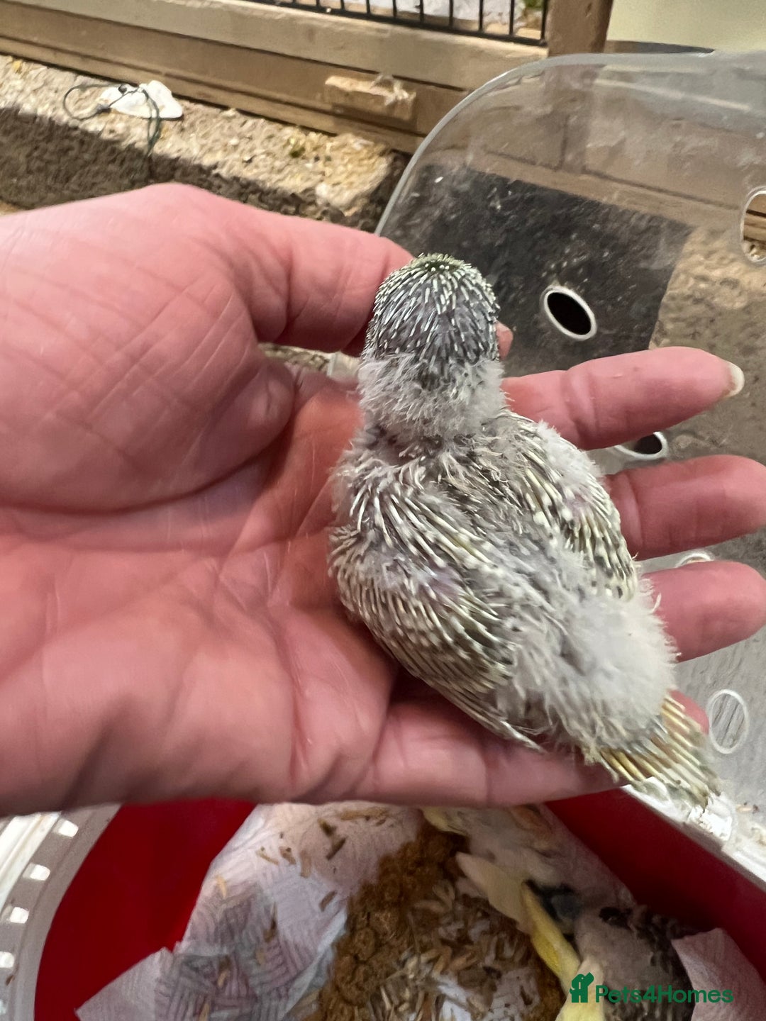 Budgerigars birds for sale: Hand Tame Budgie Chicks Ready January  - Advert 6
