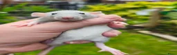 Rat rodents for sale: Beautiful blue and mink Dumbo rats - Advert 10