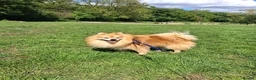 Pomeranian dogs for stud: Pomeranian for stud in Wakefield - Advert 1