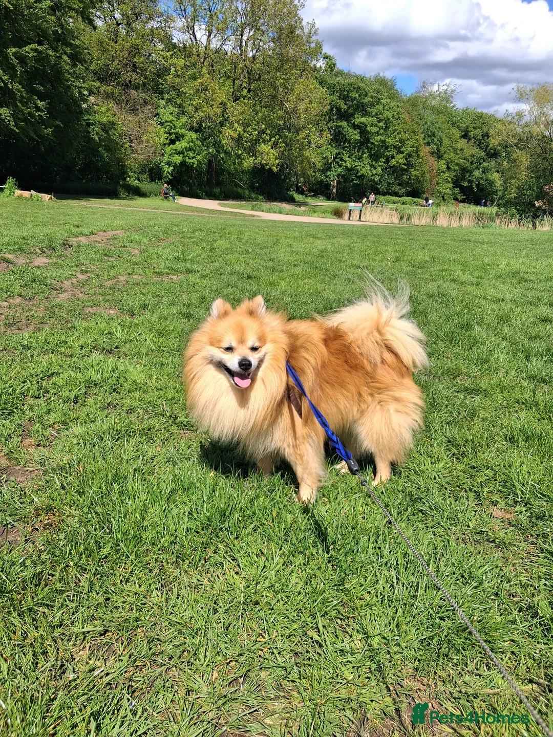 Pomeranian dogs for stud: Pomeranian for stud in Wakefield - Advert 1
