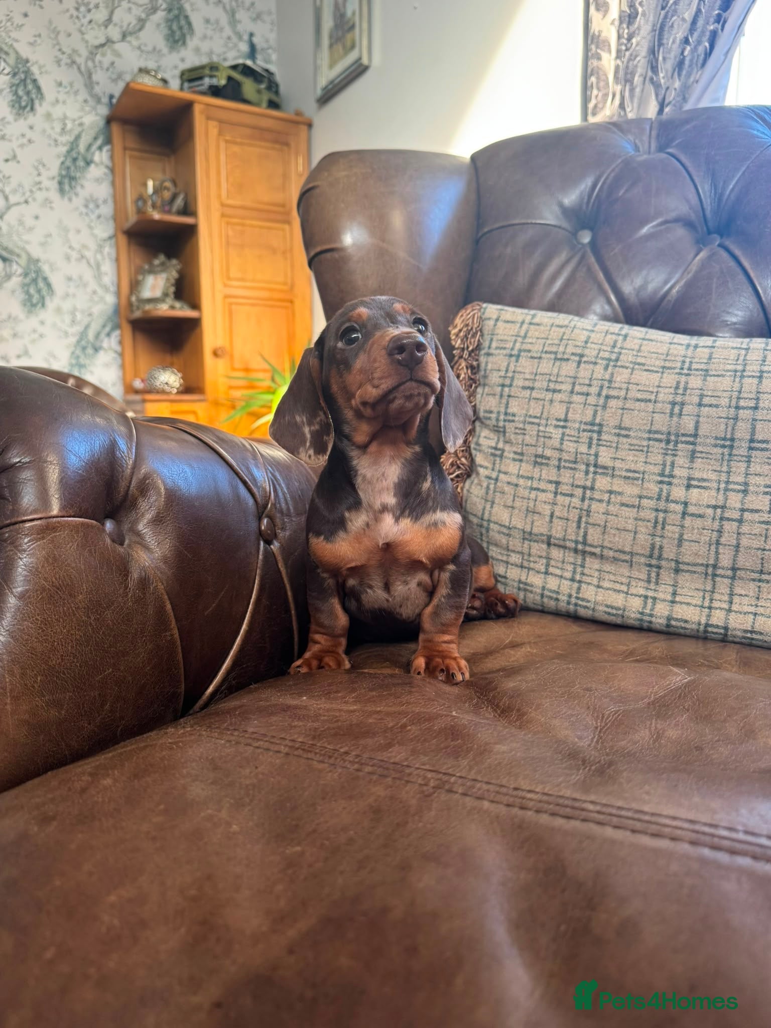 Miniature Dachshund dogs Miniature Dachshund Puppies - Advert 2