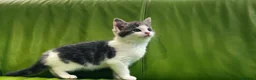 Mixed Breed cats for sale: Kittens for sale ,mixed breed, wonderful behaviour - Advert 5