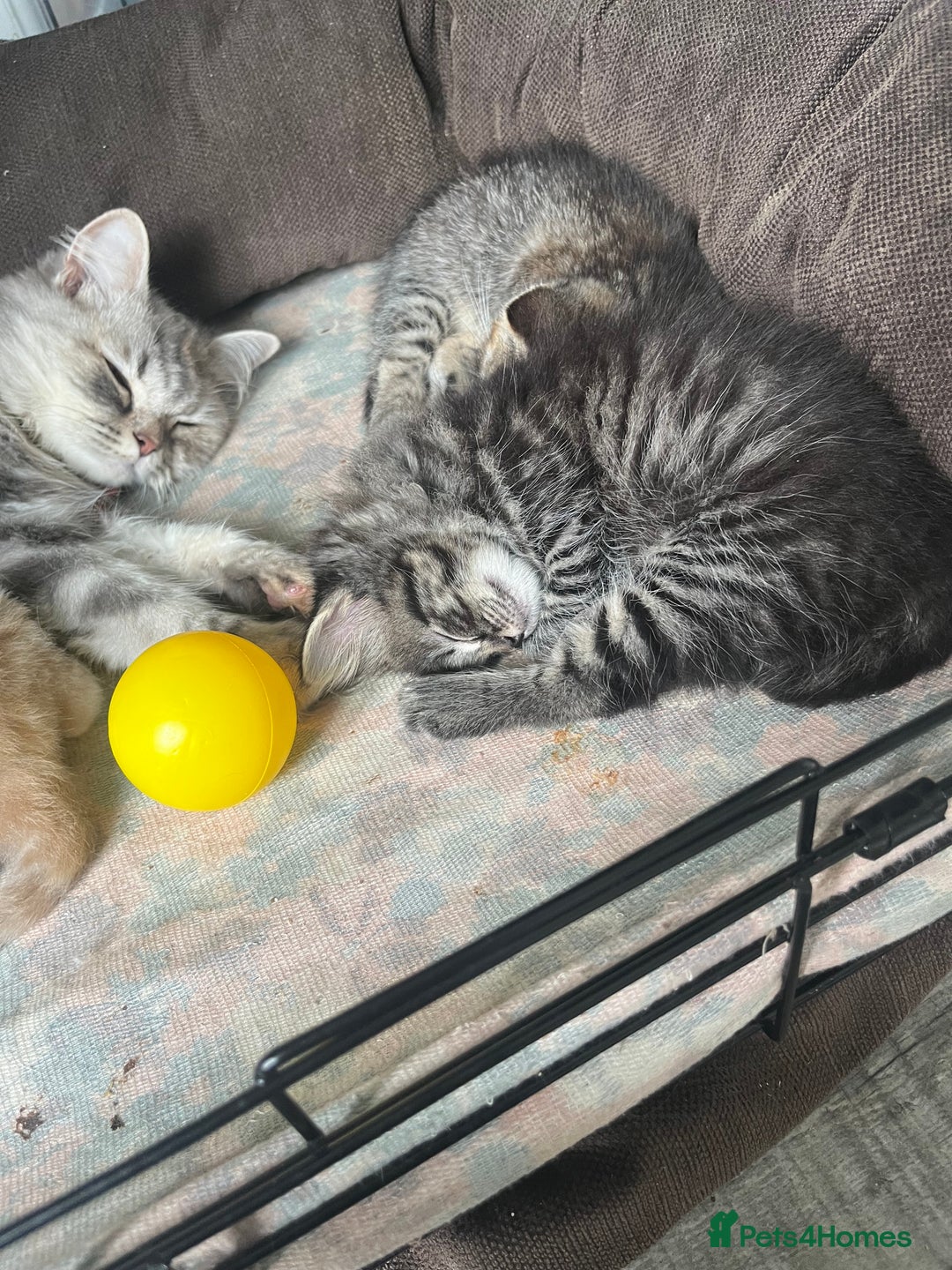 Mixed Breed cats for sale: Siamese/bsh domestic cross kittens  - Image 10