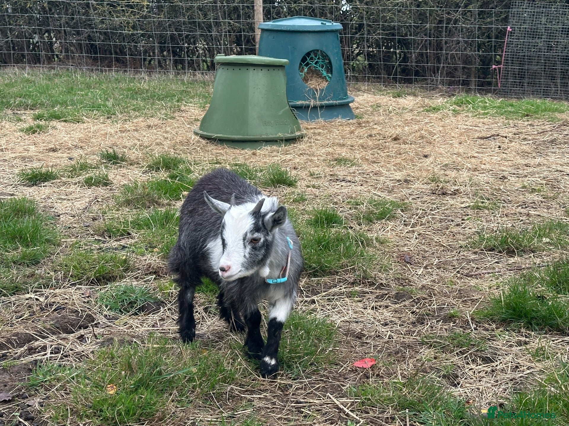 Goats livestock for sale: 2 stunning Pygmy Goat Wethers - Advert 1