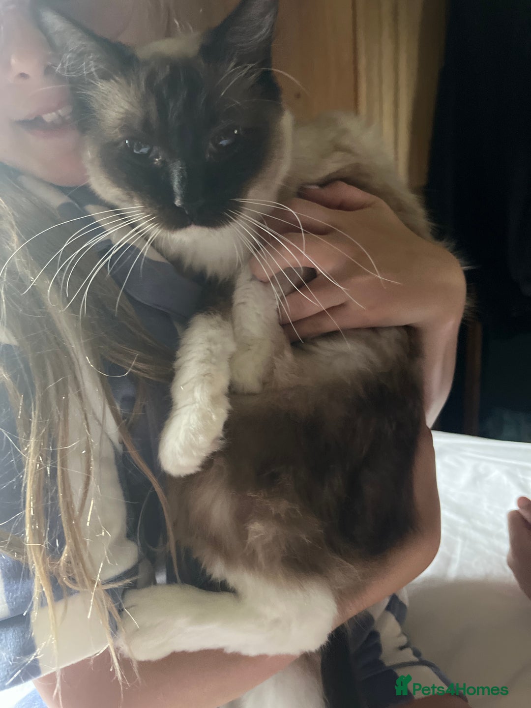 Ragdoll cats for sale: Amazing pure bred ragdolls  - Image 9