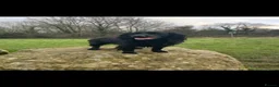 Cocker Spaniel dogs for sale: Working cocker spaniel puppies  - Advert 11