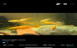 Live Bearers fish for sale: Mixed fish - Image 11