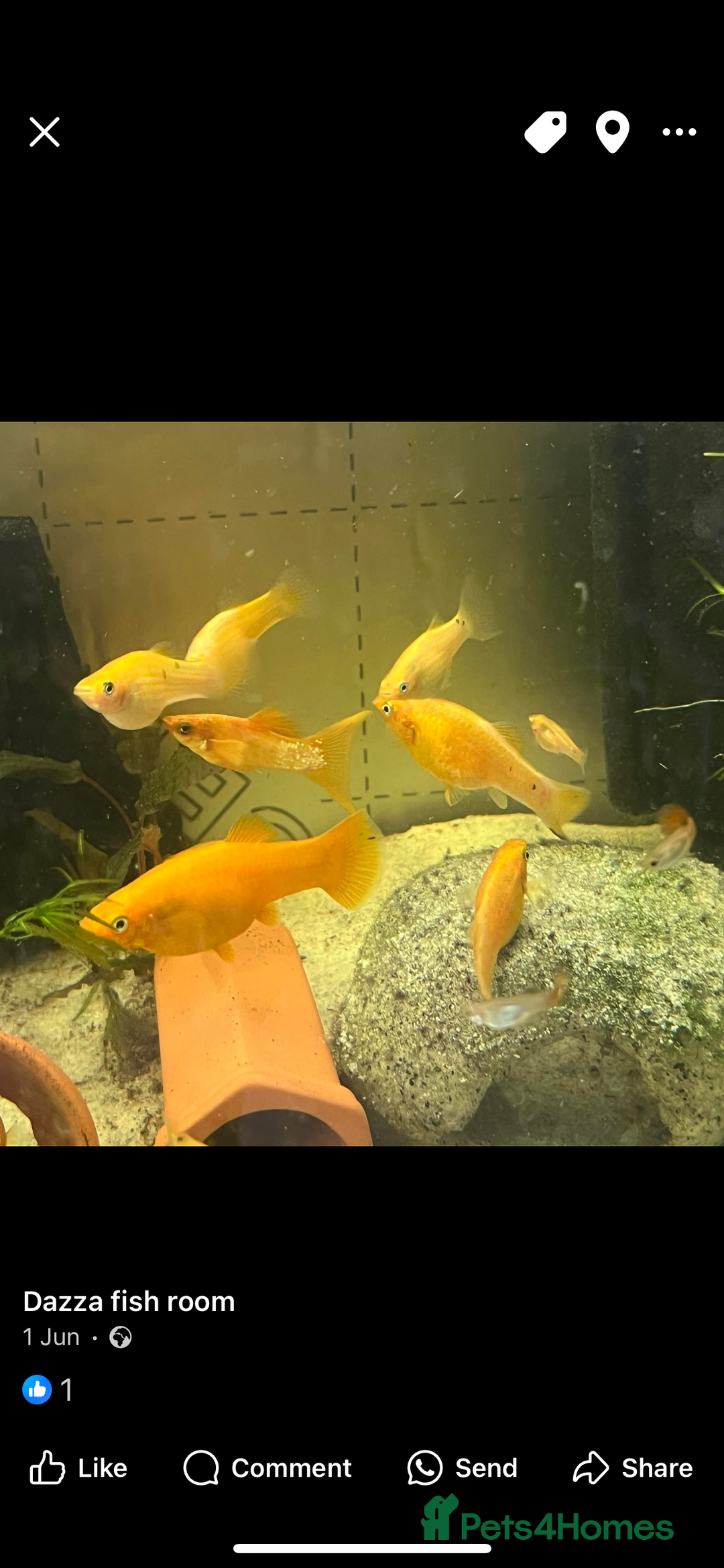 Live Bearers fish for sale: Mixed fish - Image 11