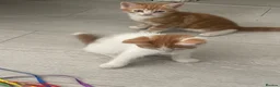 Mixed Breed cats for sale: The kittens are waiting for their friends. - Advert 5