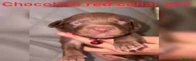 Chocolate girl (red collar)