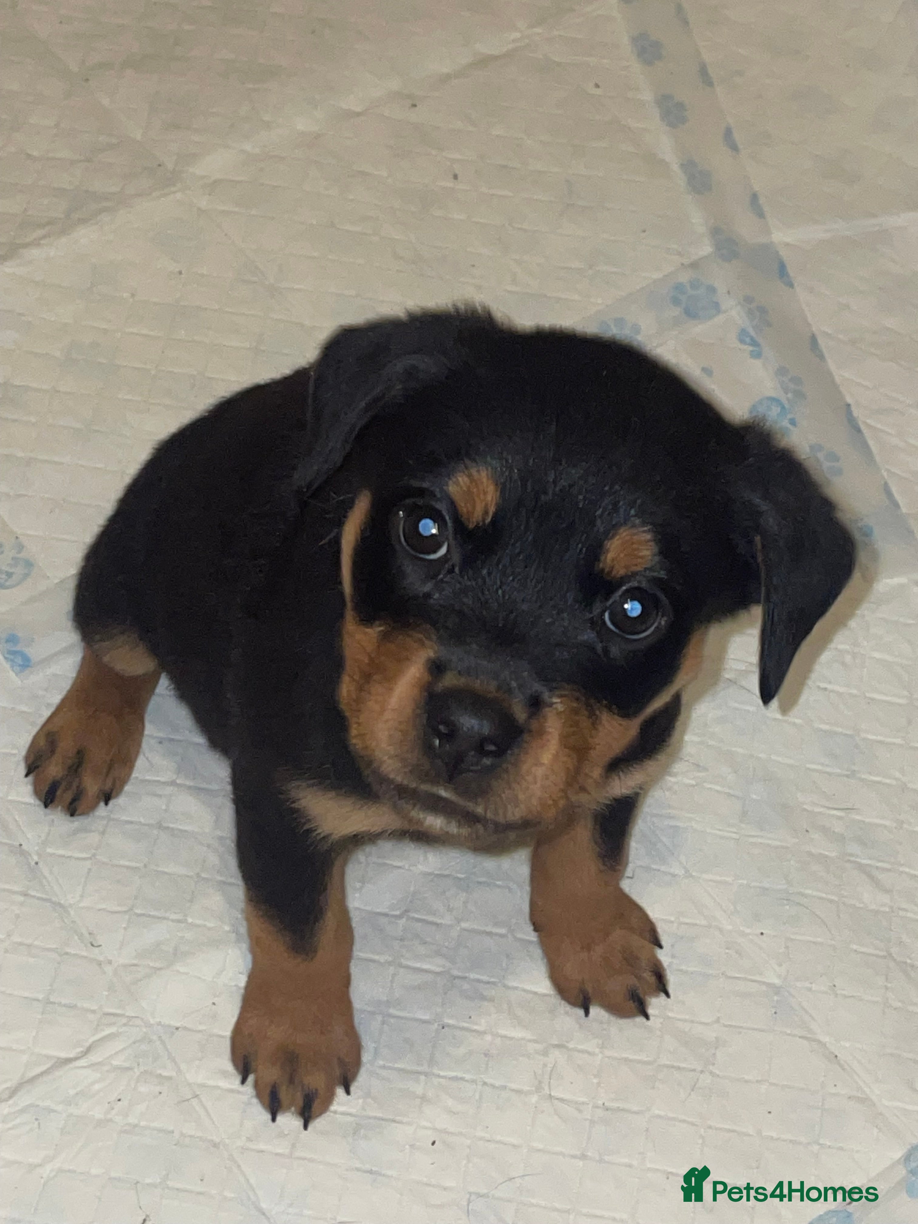 Rottweiler dogs 11 Chucky Rottweiler puppies for sale  - Advert 13