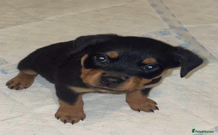 Rottweiler dogs - Advert 11