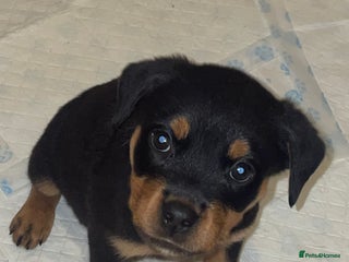 Rottweiler dogs - Advert 22