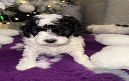 Cavapoo dogs for sale: Gorgeous rare Cavapoo F1B puppies 🐶  - Image 5