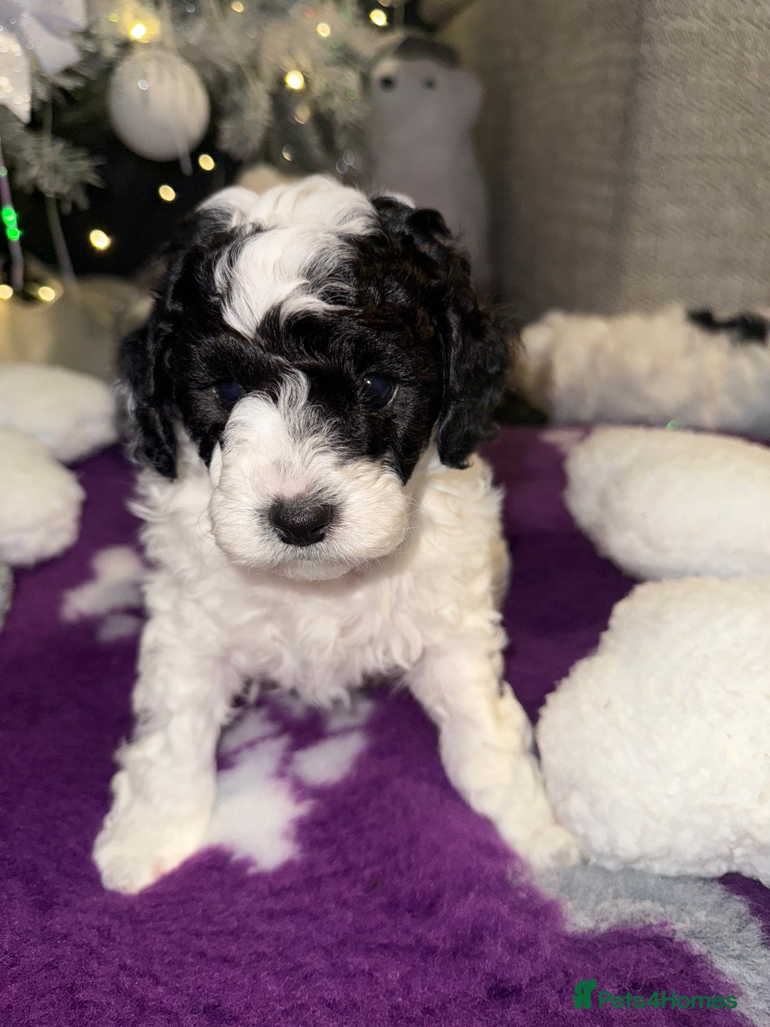 Cavapoo dogs for sale: Gorgeous rare Cavapoo F1B puppies 🐶  - Image 5
