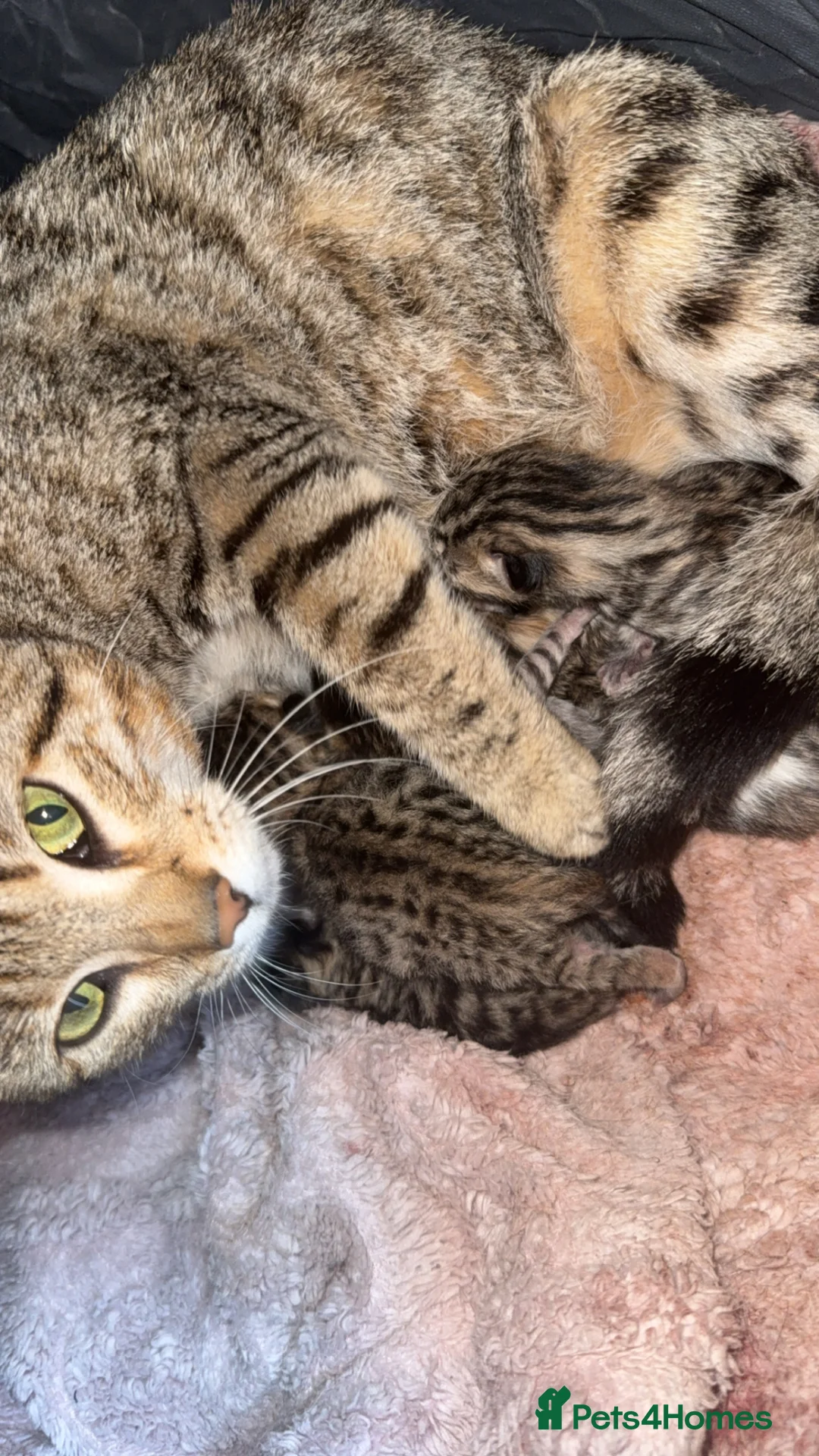 Bengal cats for sale: Beautiful Bengal  Kittens  - Advert 1