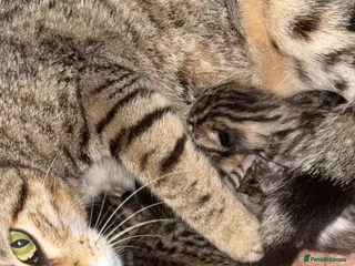 Bengal cats Beautiful Bengal Kittens - Advert 18