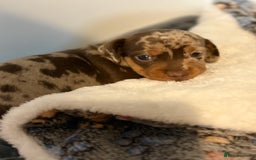 Miniature Dachshund dogs for sale: Daschund pups chocolate and chocolate dapple - Image 2