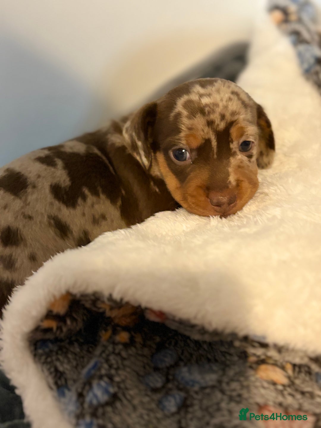 Miniature Dachshund dogs for sale: Daschund pups chocolate and chocolate dapple - Image 2