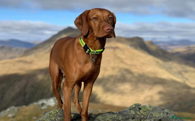 Hungarian Vizsla dogs Hungarian Vizsla Puppies - Advert 11