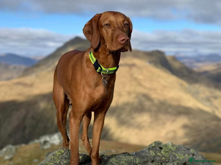 Hungarian Vizsla dogs Hungarian Vizsla Puppies - Advert 13