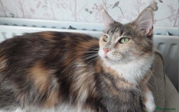 Maine Coon cats for sale: TICA Registered Red Tabby & White Maine Coon Boy - Image 6
