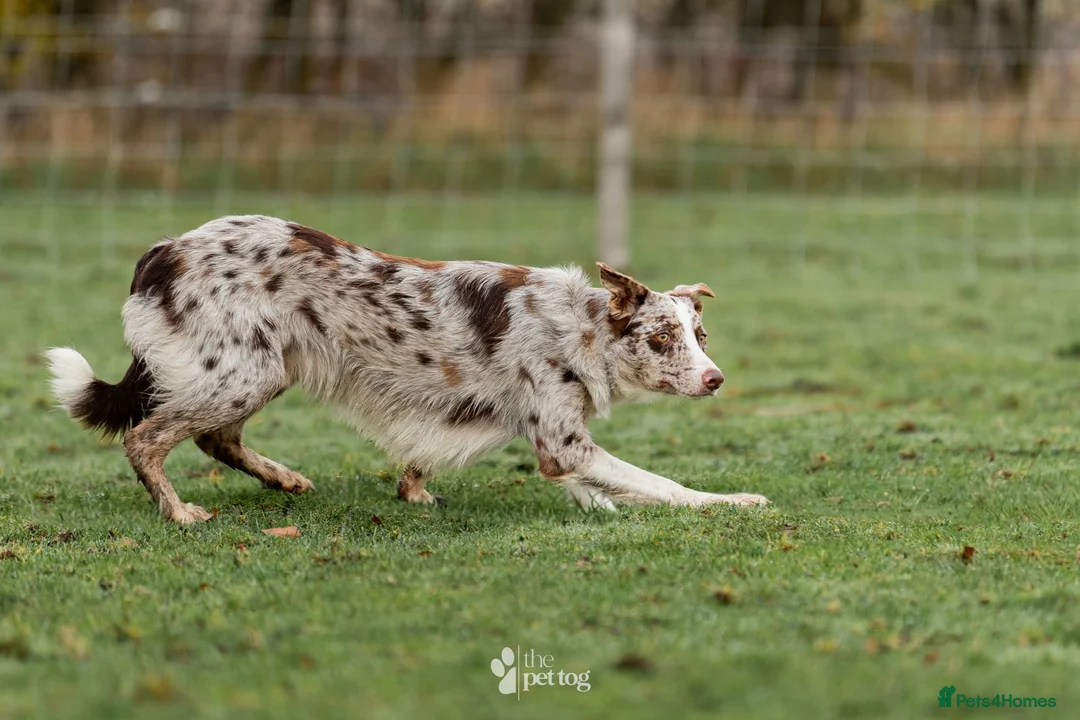 Border Collie dogs for stud: ISDS/KC duel reg Health tested for stud  - Advert 5