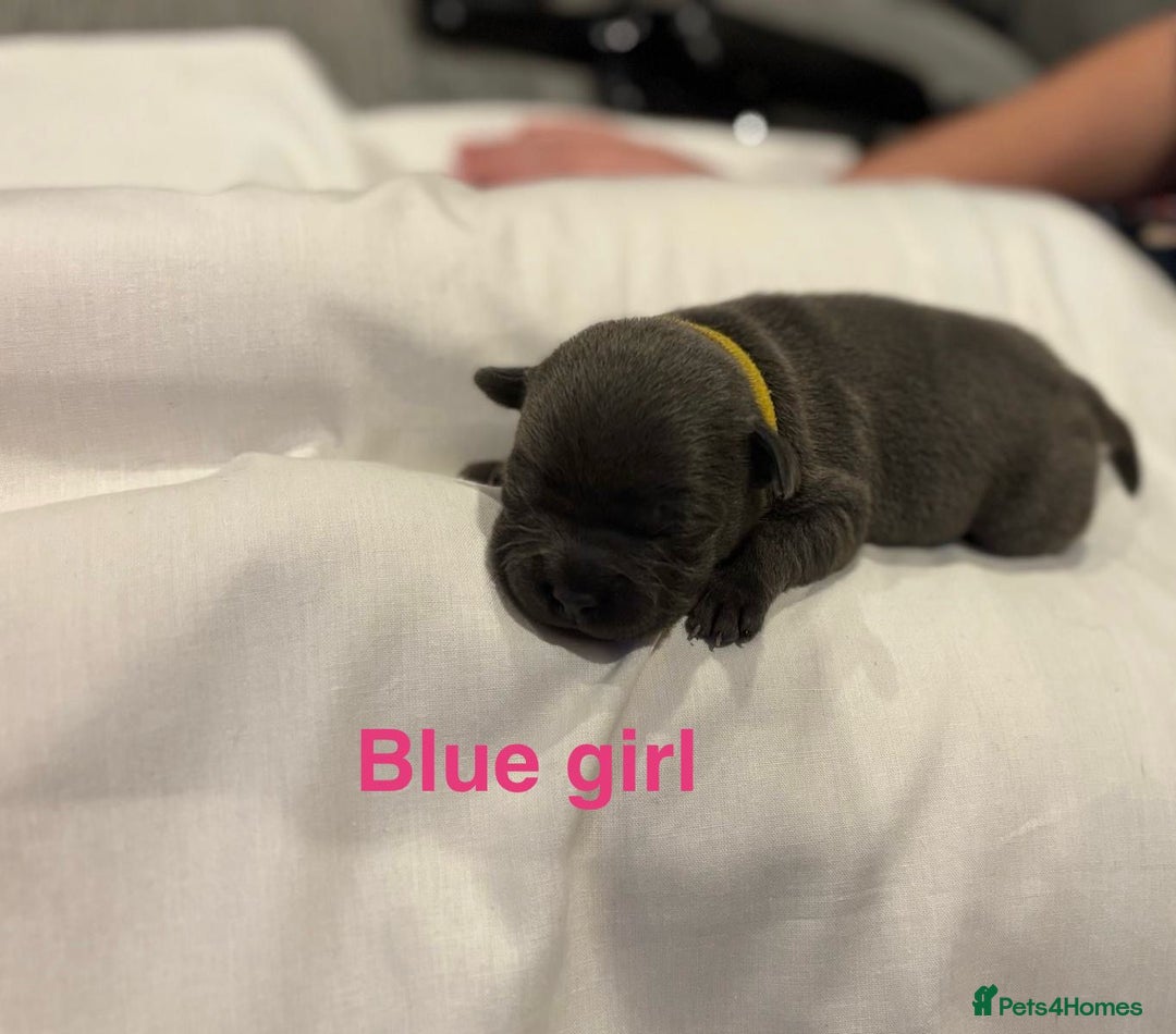 Staffordshire Bull Terrier dogs for sale: Champion Bloodline Stafforshire Bull Terrier Pups - Advert 21