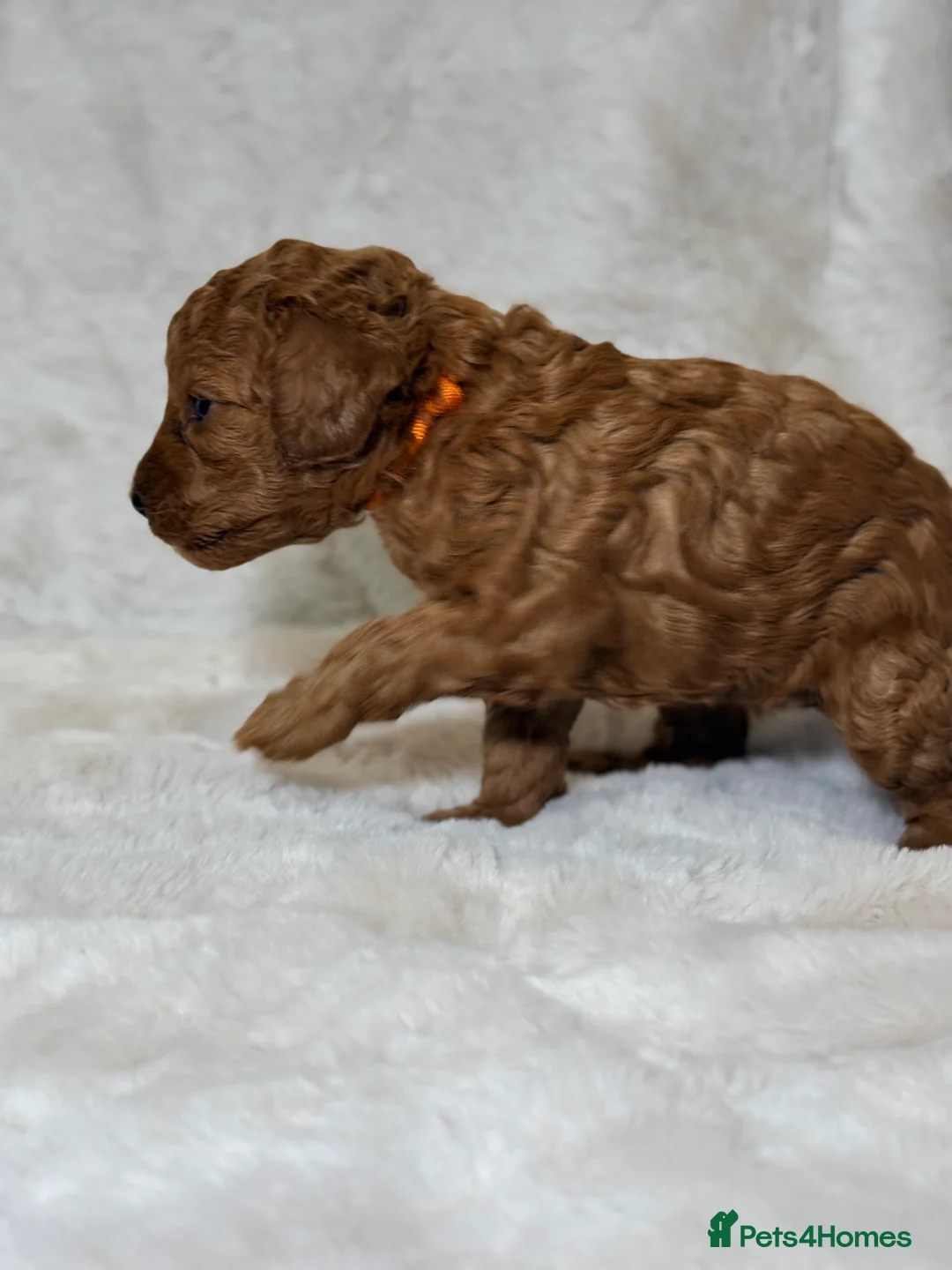 Toy Poodle dogs for sale: ❤️ Exceptional Asian Red Toy Poodle Puppies ❤️ - Advert 31