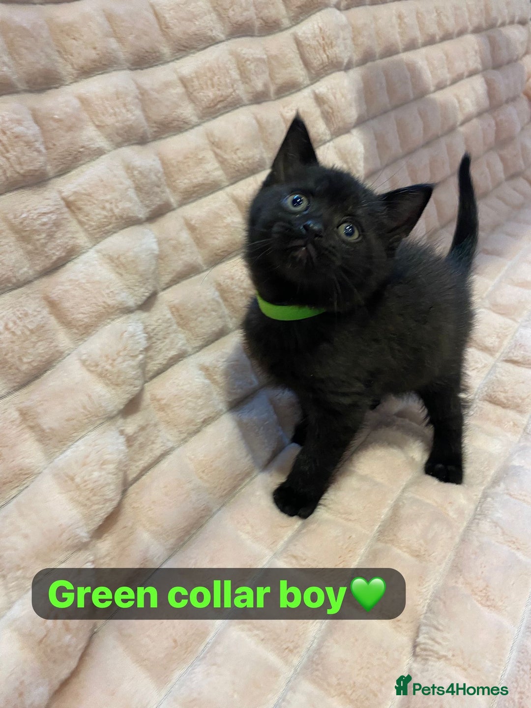 British Shorthair cats for sale: 7 stunning British shorthair cross kittens🩷🩵 - Image 12