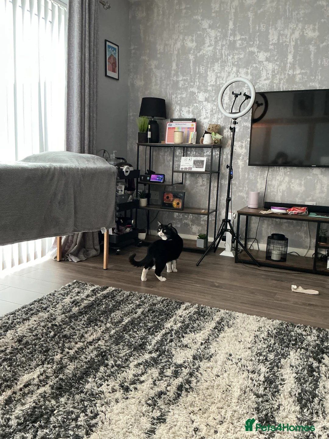 British Shorthair cats for sale: Adult cat - Advert 2