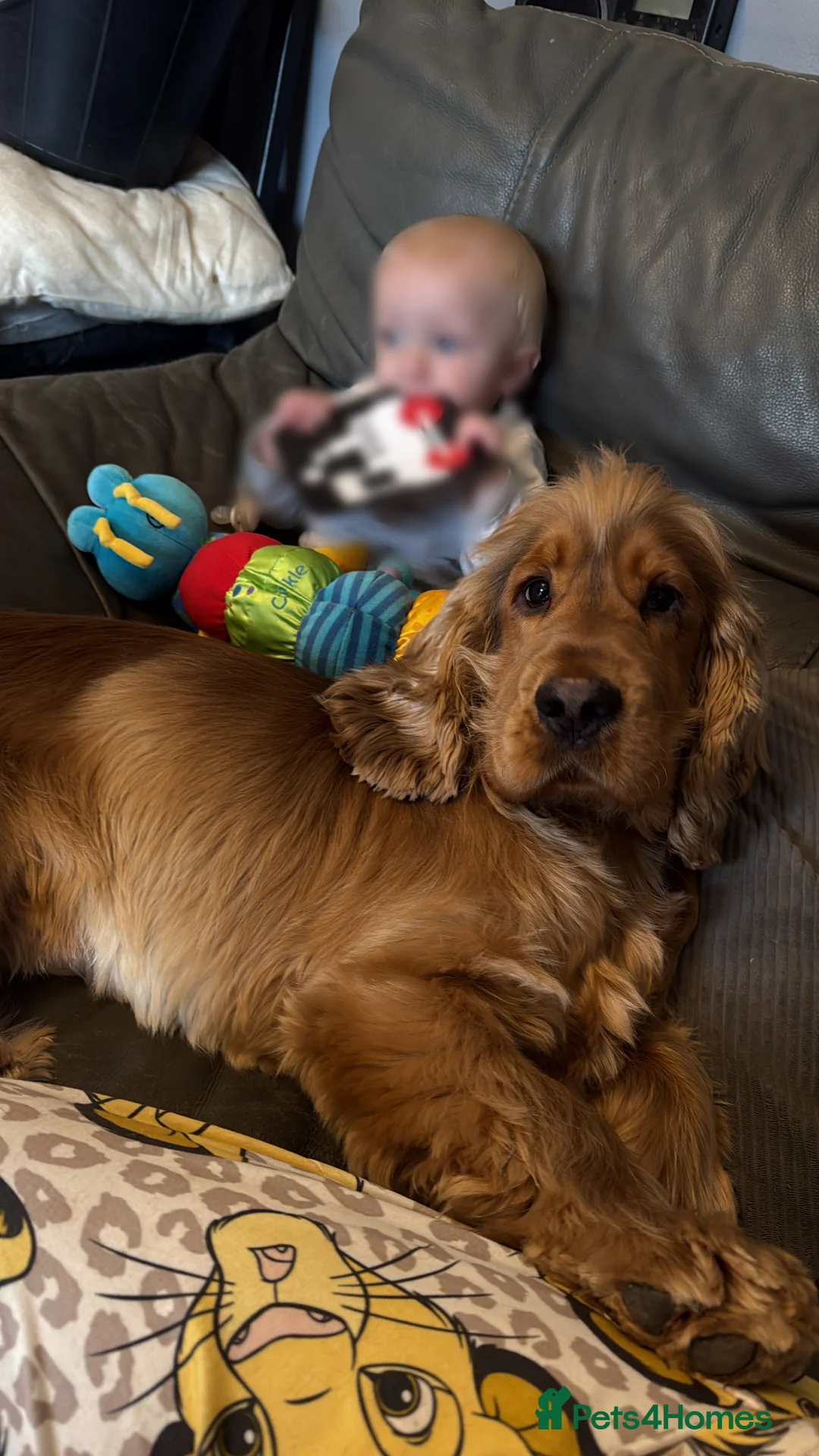 Cocker Spaniel dogs for stud: Gold Sable KC registered stud  - Advert 6